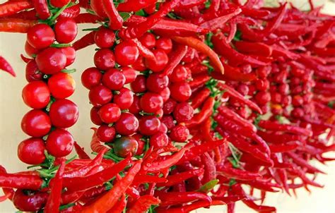 peperone roggianese|Il Peperoncino di Calabria, alla scoperta del re della。